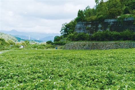 對草|農傳媒